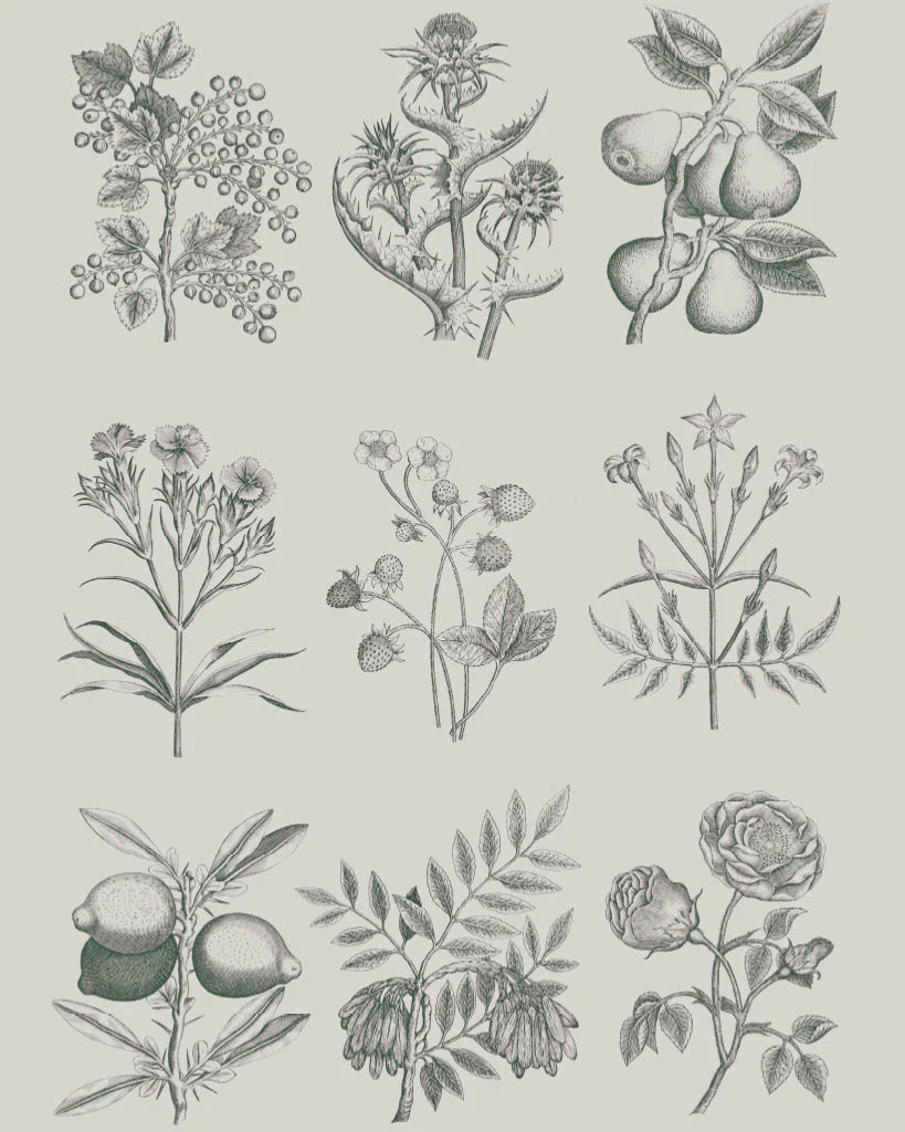 Annie Sloan RHS Decoupage Paper Botanical Drawing